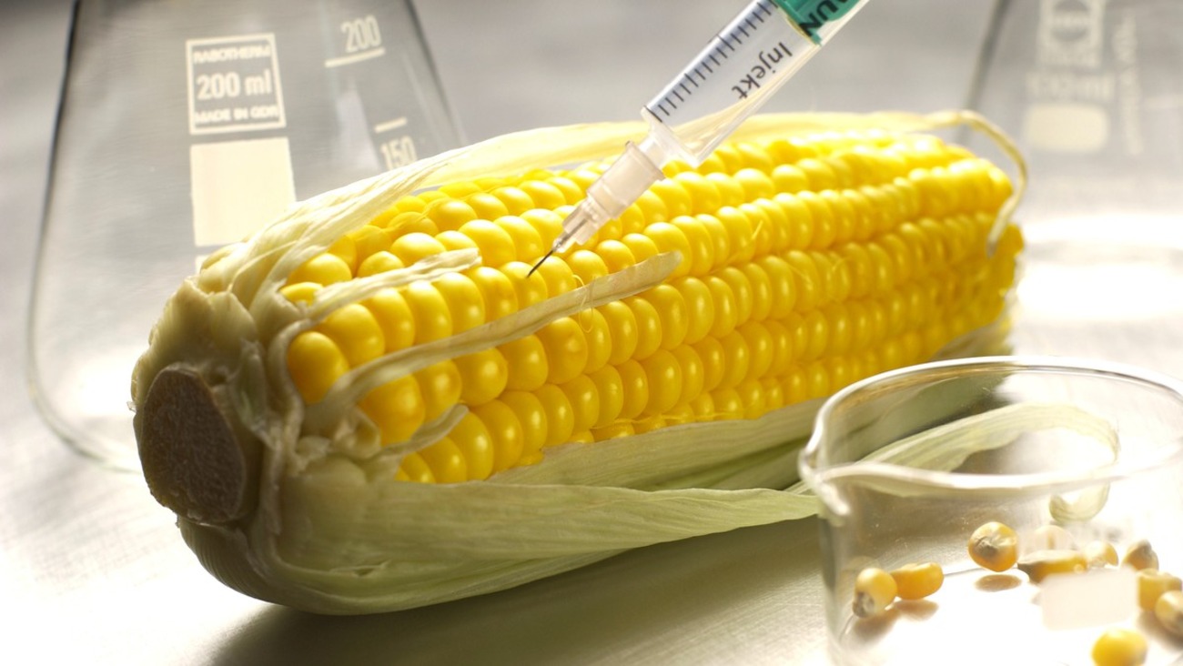 Európska komisia oznámila, že povolila používanie niektorých geneticky modifikovaných plodín pre zvieratá