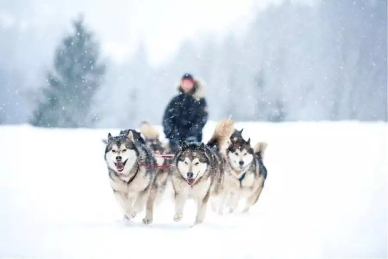 Víkendové podujatie Snežné psy vo Vysokých Tatrách bude posilnená kyvadlová doprava 