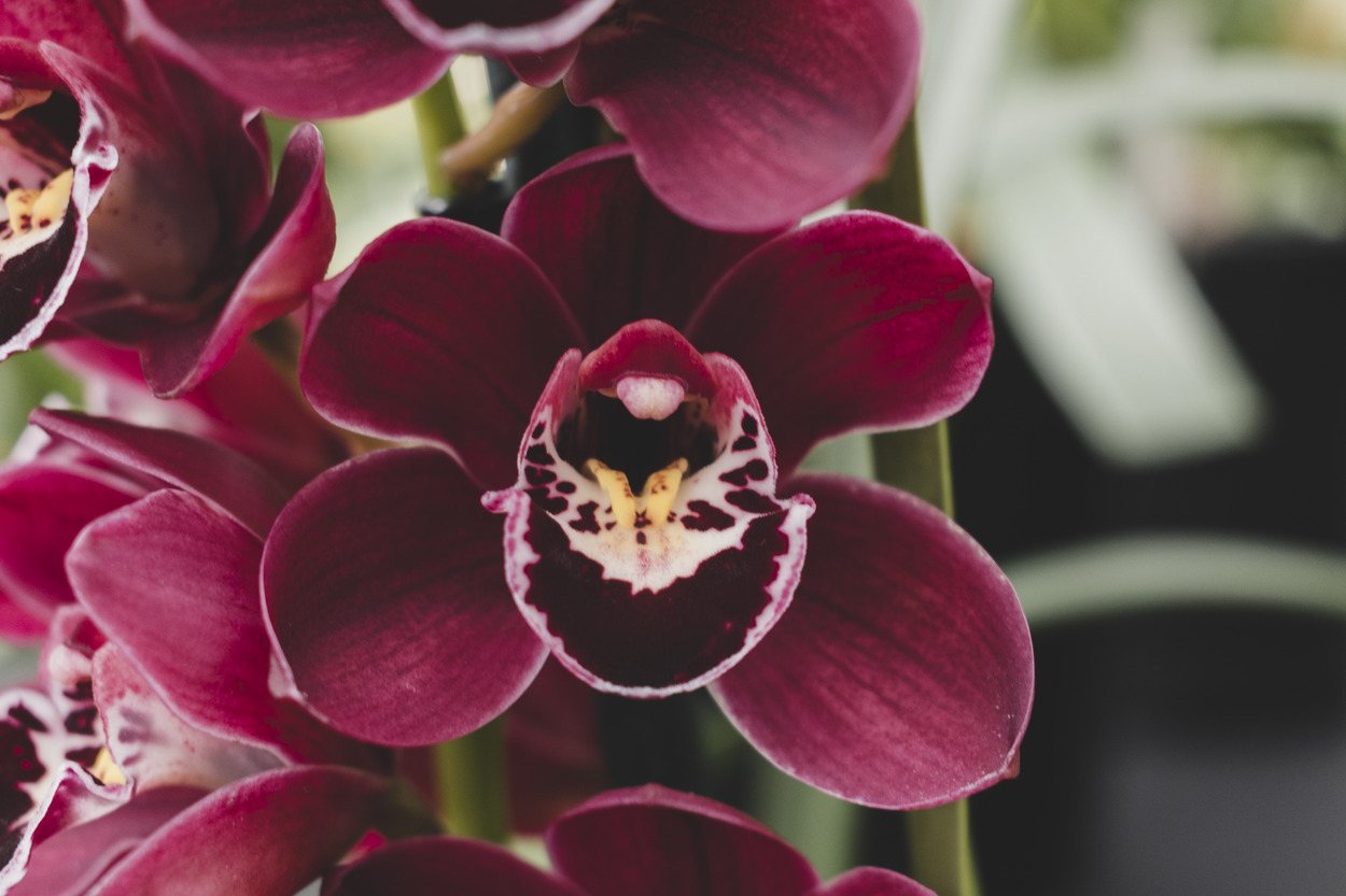 Košická botanická záhrada UPJŠ vystavuje jedinečné orchidey