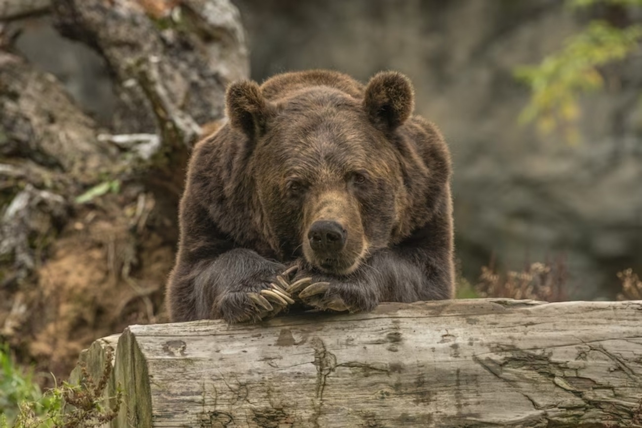 Žilinka podal protest proti rozhodnutiu ministerstva ŽP z augusta 2022 na odstrel medveďov