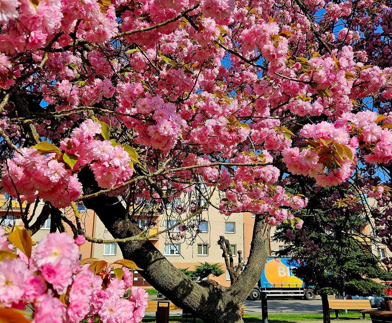 Slnečný víkend pod rozkvitnutou sakurou na námestí v meste Hnúšťa