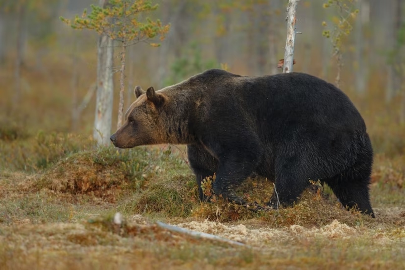 Upozornenie pre obyvateľov mestskej časti NA UHLISKU v Banskej Bystrici - hlásia  pohyb medveďa hnedého